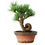 Pinus parviflora, 19 cm, ± 9 years old
