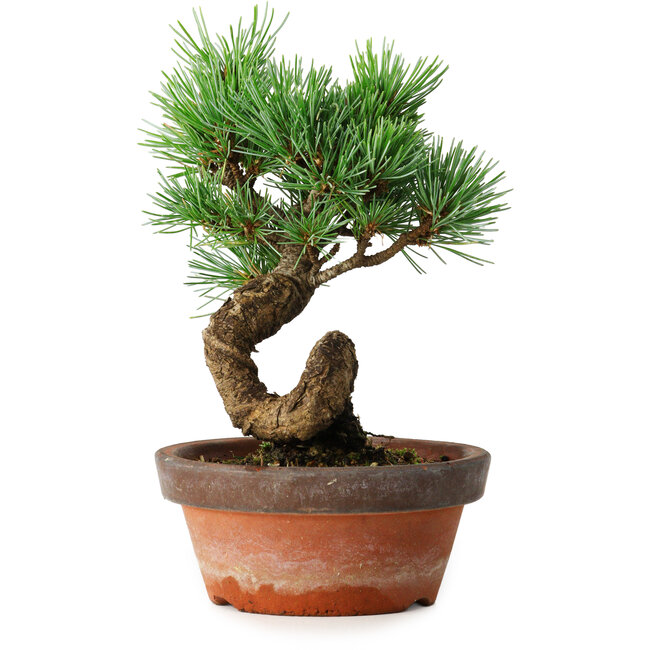 Pinus parviflora, 19 cm, ± 9 ans