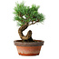 Pinus parviflora, 19 cm, ± 9 Jahre alt