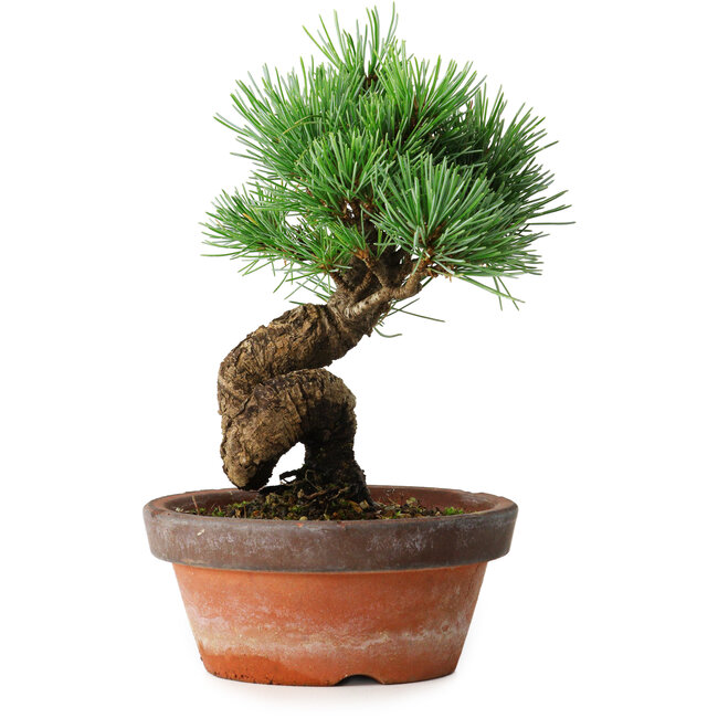Pinus parviflora, 19 cm, ± 9 ans