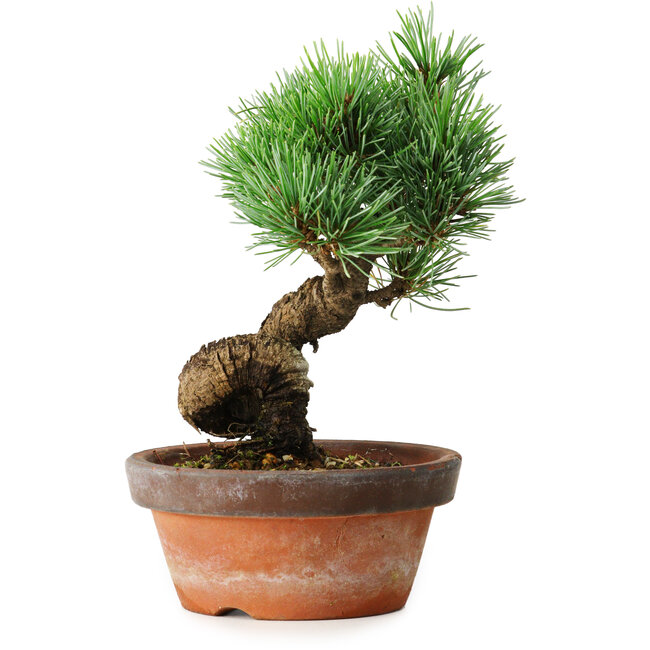 Pinus parviflora, 19 cm, ± 9 Jahre alt