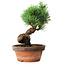 Pinus parviflora, 19 cm, ± 9 years old