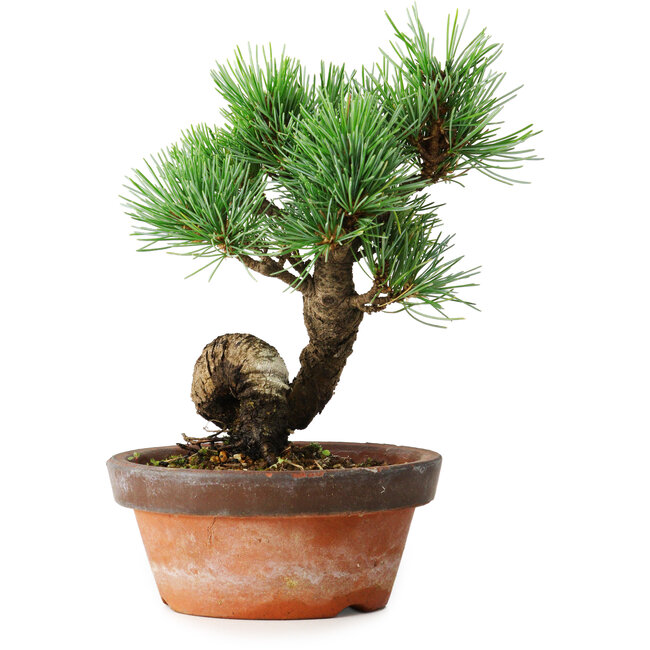 Pinus parviflora, 19 cm, ± 9 years old