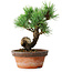 Pinus parviflora, 19 cm, ± 9 Jahre alt