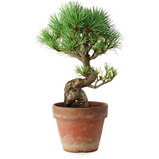 Pinus parviflora, 19 cm, ± 9 ans