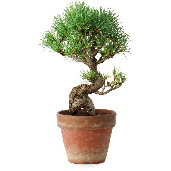 Pinus parviflora, 19 cm, ± 9 ans