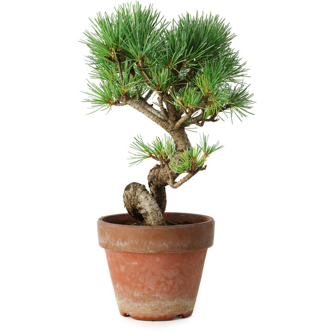 Pinus parviflora, 19 cm, ± 9 years old