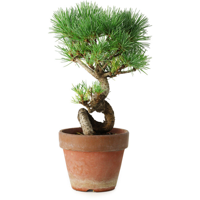 Pinus parviflora, 19 cm, ± 9 jaar oud