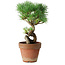 Pinus parviflora, 19 cm, ± 9 ans