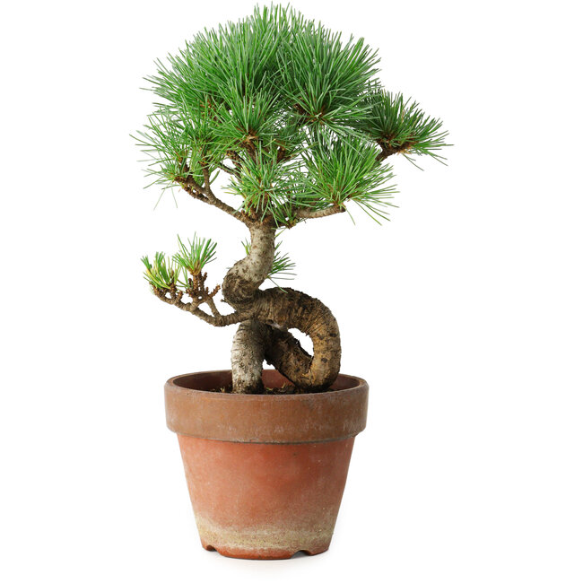 Pinus parviflora, 19 cm, ± 9 anni