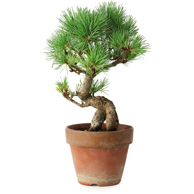 Pinus parviflora, 19 cm, ± 9 Jahre alt