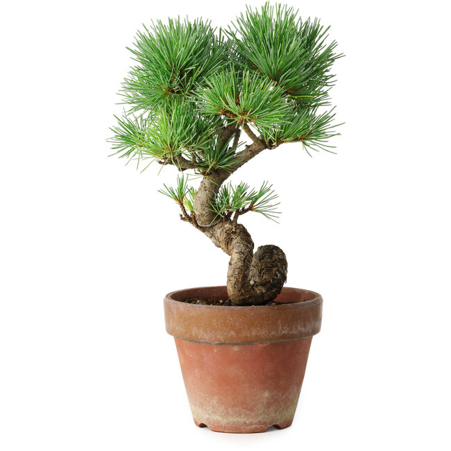 Pinus parviflora, 19 cm, ± 9 jaar oud