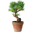 Pinus parviflora, 19 cm, ± 9 years old