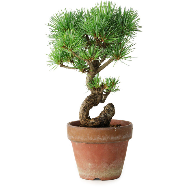 Pinus parviflora, 19 cm, ± 9 ans