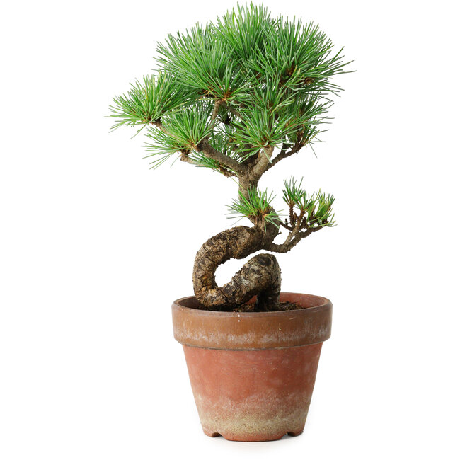 Pinus parviflora, 19 cm, ± 9 jaar oud