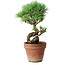Pinus parviflora, 19 cm, ± 9 Jahre alt