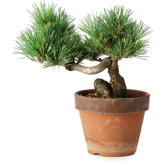 Pinus parviflora, 19 cm, ± 9 Jahre alt
