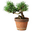 Pinus parviflora, 19 cm, ± 9 ans