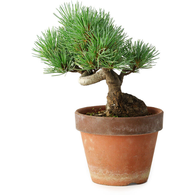 Pinus parviflora, 19 cm, ± 9 jaar oud