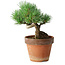 Pinus parviflora, 19 cm, ± 9 jaar oud