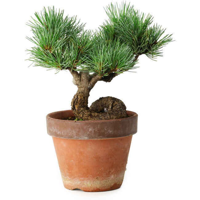 Pinus parviflora, 19 cm, ± 9 years old
