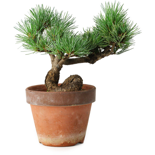 Pinus parviflora, 19 cm, ± 9 años