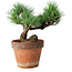 Pinus parviflora, 19 cm, ± 9 years old