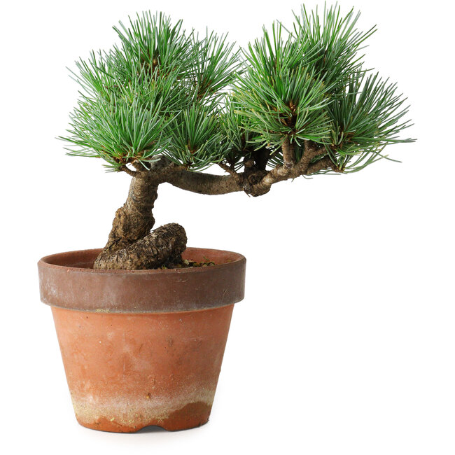Pinus parviflora, 19 cm, ± 9 ans