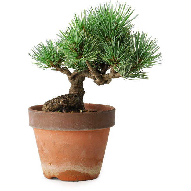 Pinus parviflora, 19 cm, ± 9 years old