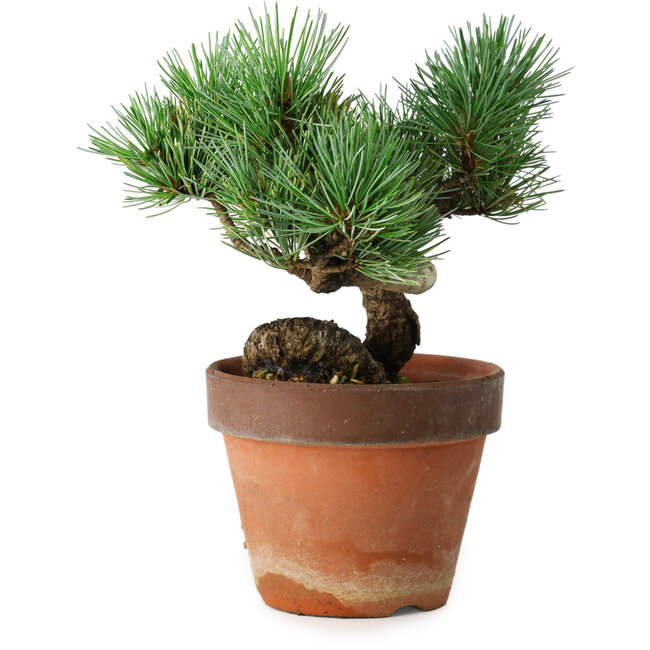 Pinus parviflora, 19 cm, ± 9 ans
