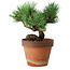 Pinus parviflora, 19 cm, ± 9 Jahre alt
