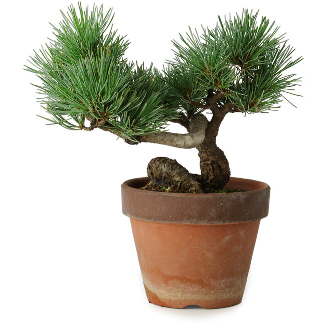 Pinus parviflora, 19 cm, ± 9 jaar oud