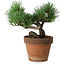 Pinus parviflora, 19 cm, ± 9 ans