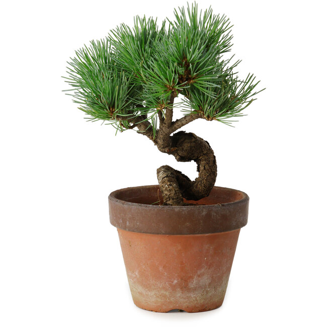 Pinus parviflora, 19 cm, ± 9 Jahre alt