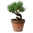 Pinus parviflora, 19 cm, ± 9 ans