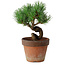 Pinus parviflora, 19 cm, ± 9 Jahre alt