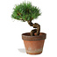 Pinus parviflora, 19 cm, ± 9 jaar oud