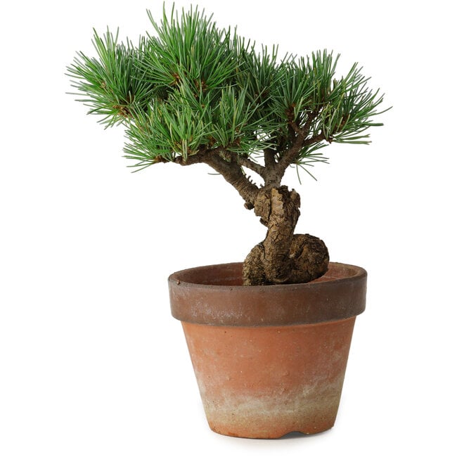Pinus parviflora, 19 cm, ± 9 anni