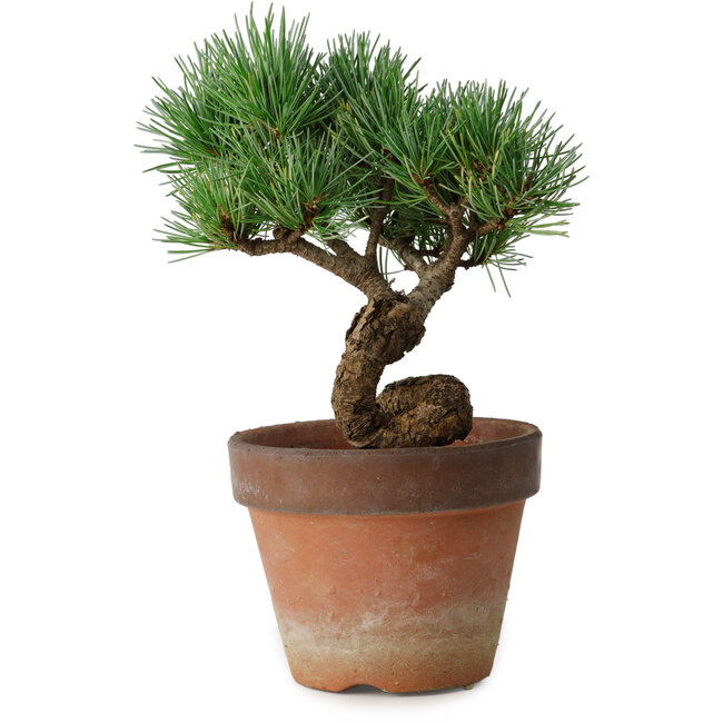 Pinus parviflora, 19 cm, ± 9 years old