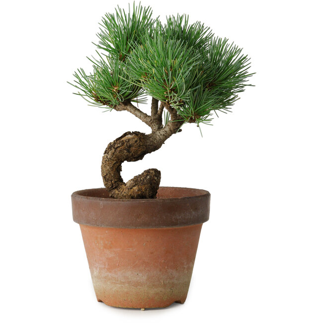 Pinus parviflora, 19 cm, ± 9 jaar oud