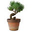 Pinus parviflora, 19 cm, ± 9 Jahre alt