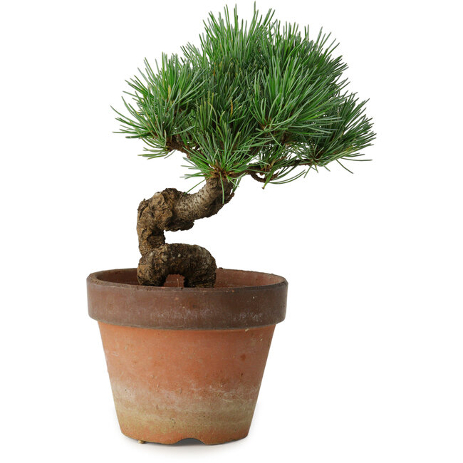 Pinus parviflora, 19 cm, ± 9 ans