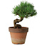 Pinus parviflora, 19 cm, ± 9 years old