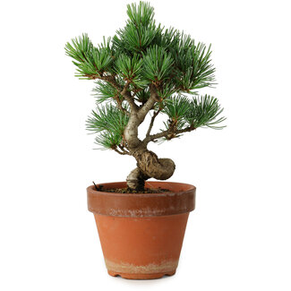 Pinus parviflora, 19 cm, ± 9 ans
