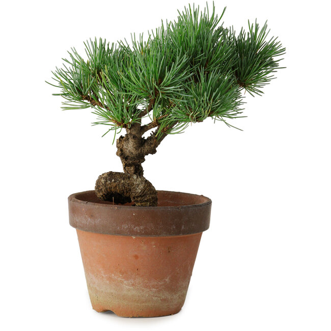Pinus parviflora, 19 cm, ± 9 jaar oud
