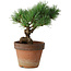 Pinus parviflora, 19 cm, ± 9 anni