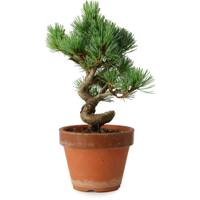 Pinus parviflora, 19 cm, ± 9 jaar oud
