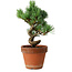 Pinus parviflora, 19 cm, ± 9 Jahre alt