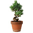 Pinus parviflora, 19 cm, ± 9 ans