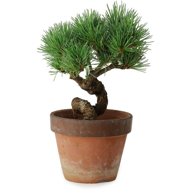 Pinus parviflora, 19 cm, ± 9 años